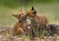 zoenende jonge vossen